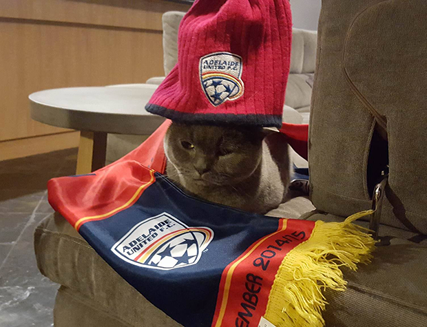 A lot of fans are dedicated, but how many can say one of their Adelaide United Memberships belong to their beloved pet? Mark Iona can!